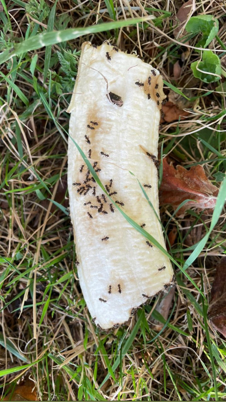 banane dévorée par des fourmis dans l'herbe verte